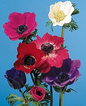           "2" Anemone, Windflower    1610