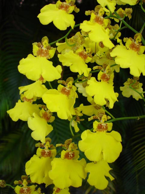           "3" Oncidium Orchid, Golden Shower Orchid   1710