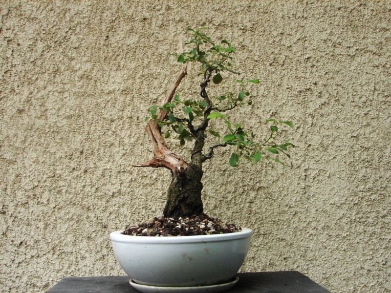 presque du bonsai Dsc06011