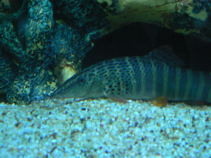 Loach junkies - Page 2 Fish_r10