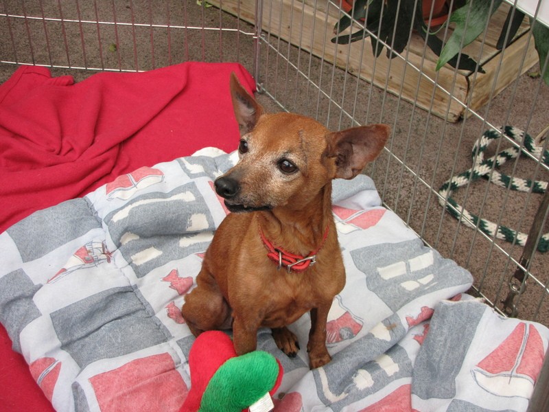 (SAUVETAGE) SABLE, croisé pinscher, 11ans - M 2012-041