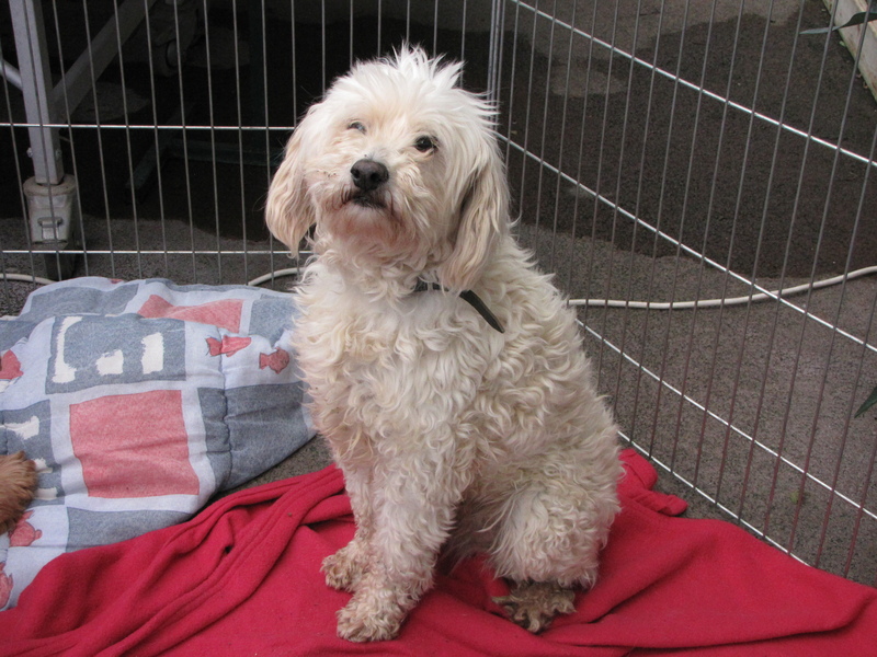 * LANIA, croisé bichon griffonne, 8 ans - F 2012-043