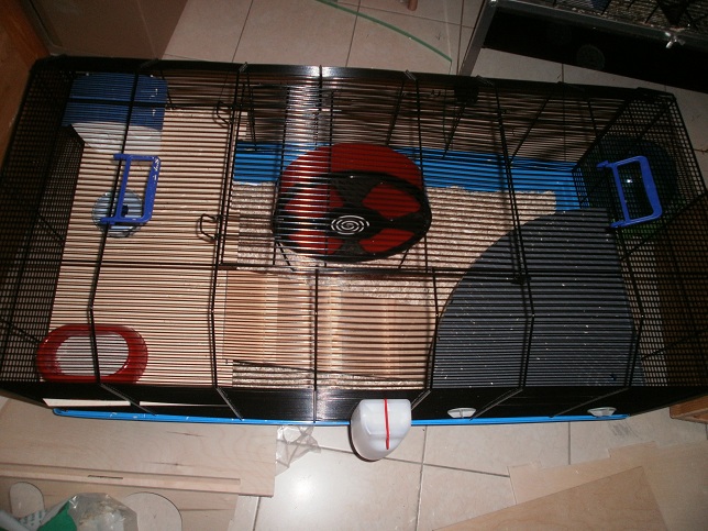 Arrivée de deux hamsters à l'association ( Adopte )  P1010321