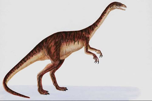 Anchisaurus Anchis10