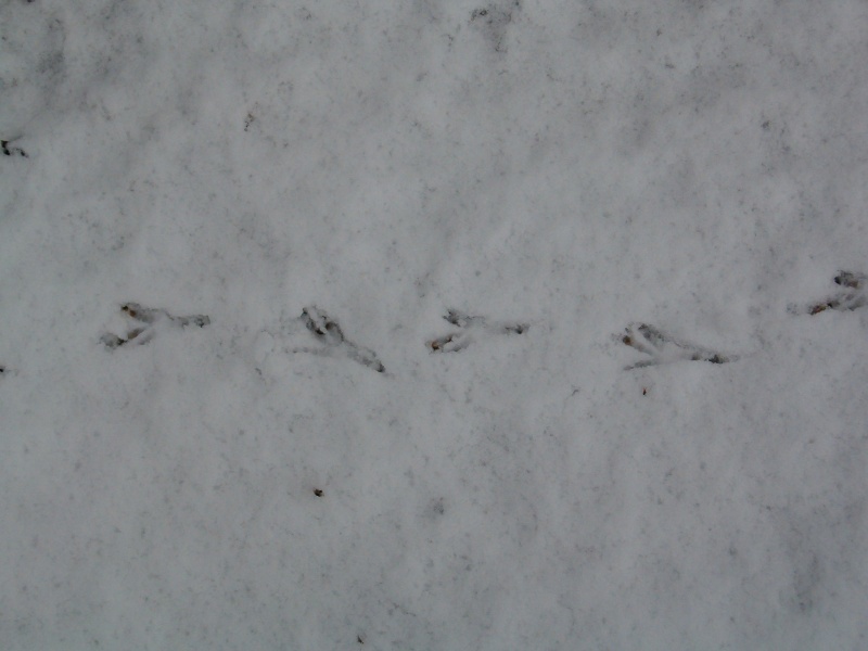 Critter Tracks Snow_010