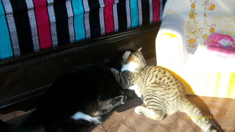 Gospel, adorable chaton blanc et tigré, né mi-avril 2011  Imgp1910