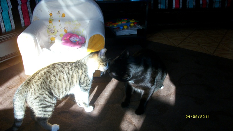 Gospel, adorable chaton blanc et tigré, né mi-avril 2011  Imgp1914
