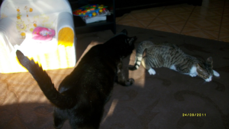 Gospel, adorable chaton blanc et tigré, né mi-avril 2011  Imgp1918