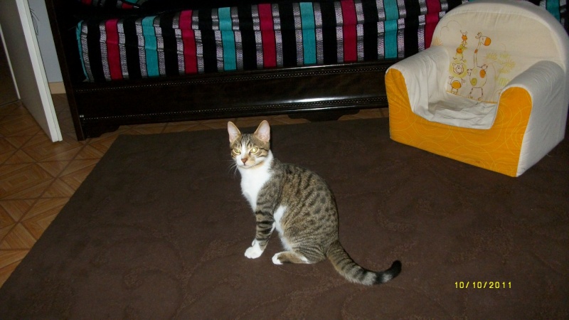 Gospel, adorable chaton blanc et tigré, né mi-avril 2011  Imgp2019