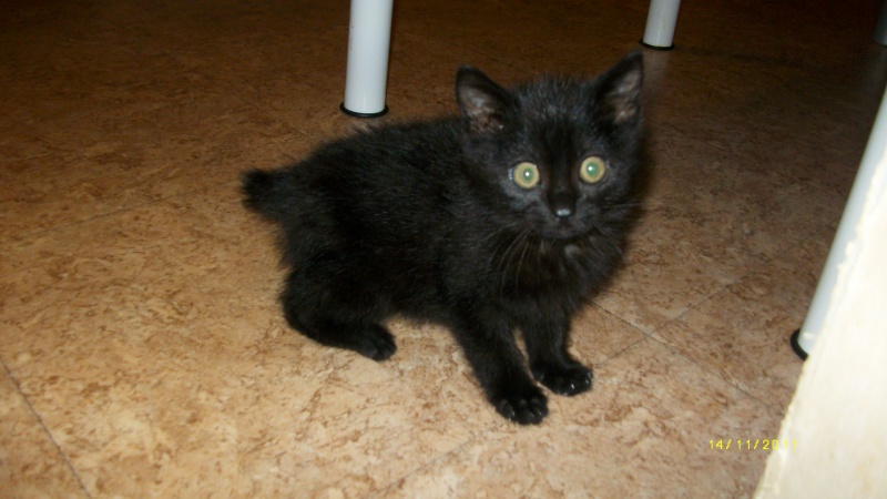 Gus, chaton noir, né début septembre 2011(adopté) Imgp2121