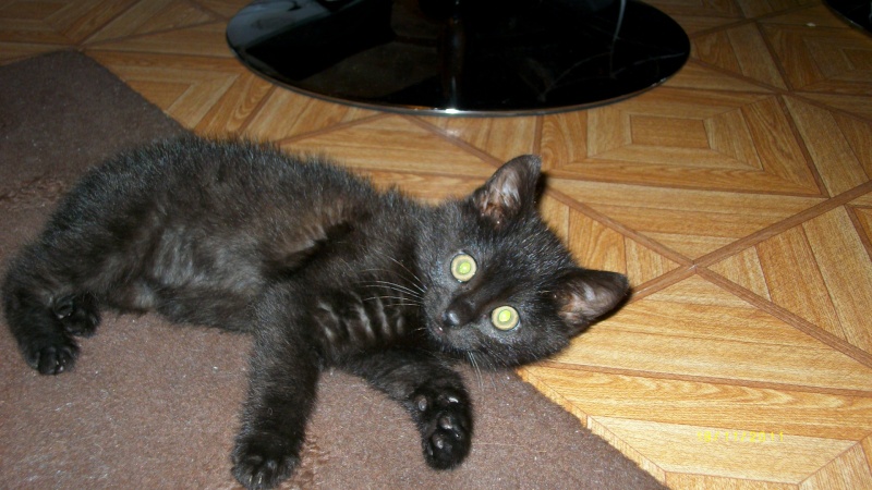 Gus, chaton noir, né début septembre 2011(adopté) Imgp2210