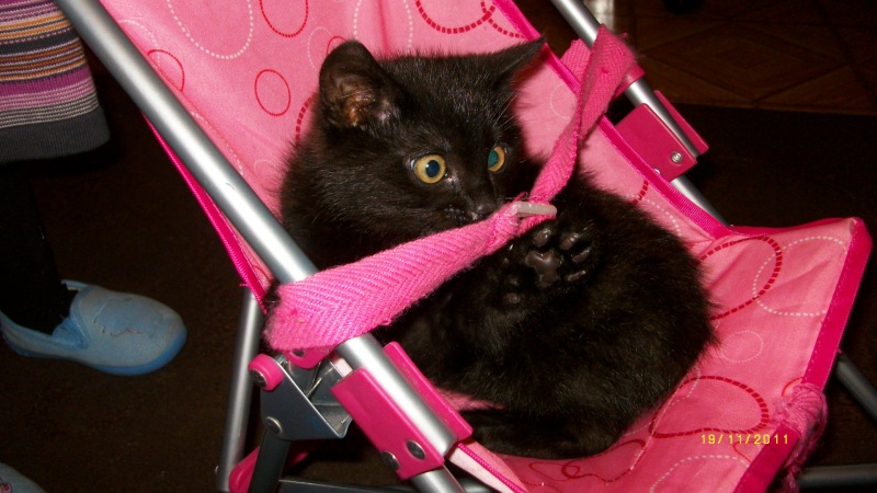 Gus, chaton noir, né début septembre 2011(adopté) Imgp2211
