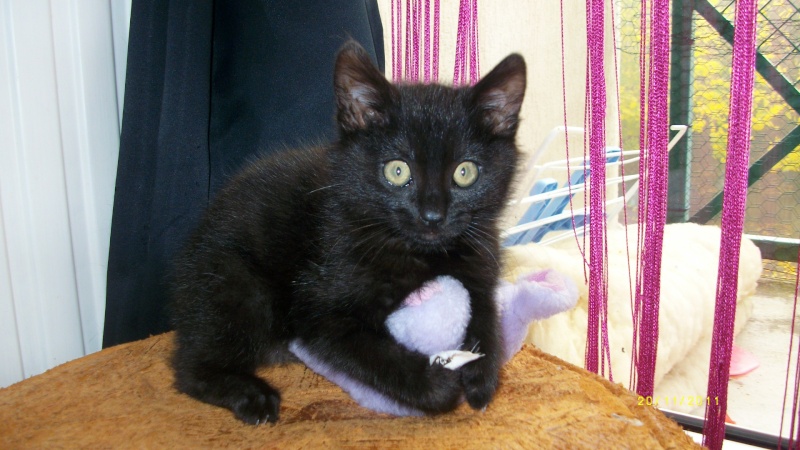 Gus, chaton noir, né début septembre 2011(adopté) Imgp2213