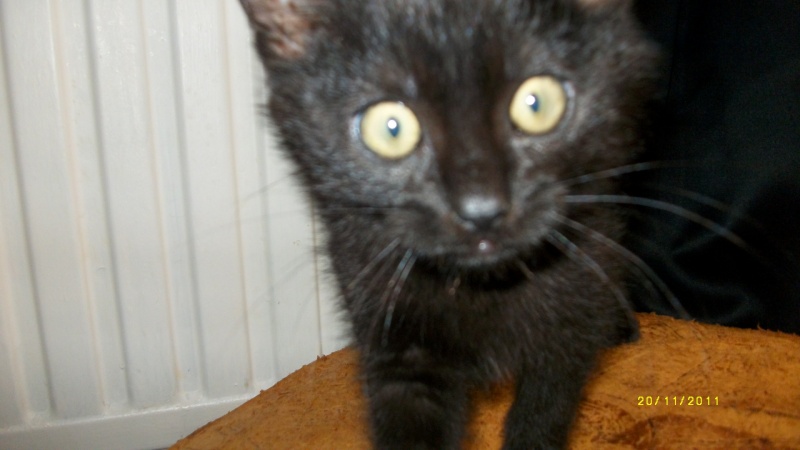 Gus, chaton noir, né début septembre 2011(adopté) Imgp2310