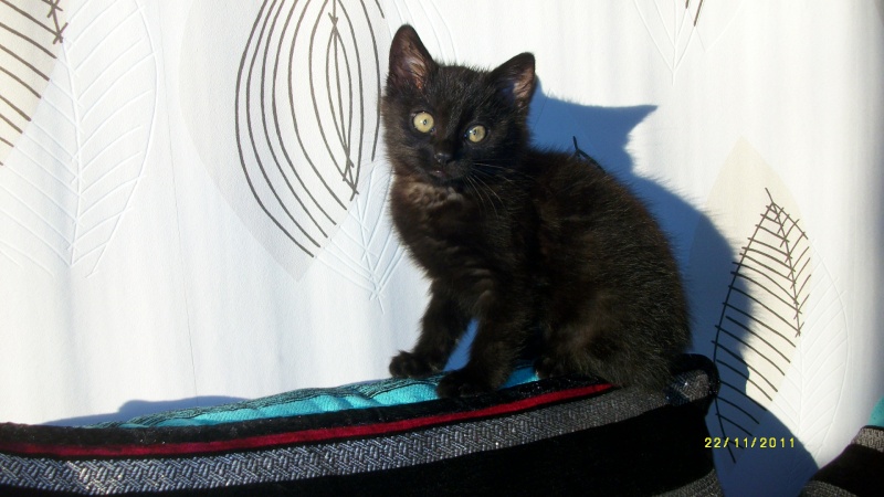 Gus, chaton noir, né début septembre 2011(adopté) Imgp2311