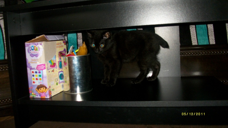 Gus, chaton noir, né début septembre 2011(adopté) Imgp2314