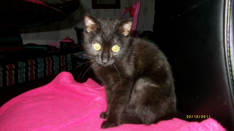 Gus, chaton noir, né début septembre 2011(adopté) Imgp2412