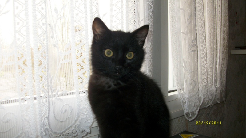 Gus, chaton noir, né début septembre 2011(adopté) Imgp2414