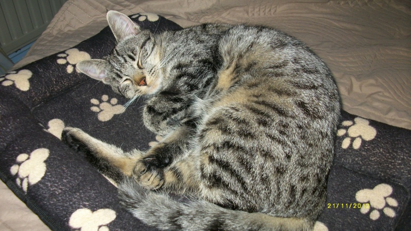 Grignotte, chatonne tigrée, née fin mai 2012  Imgp4010