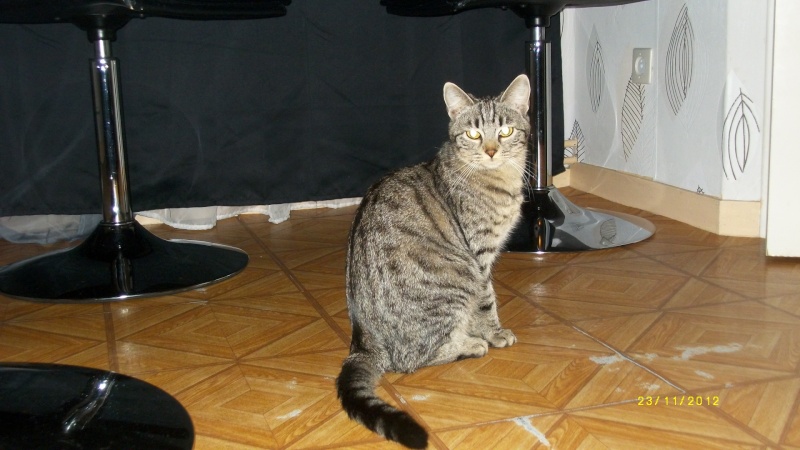 Grignotte, chatonne tigrée, née fin mai 2012  Imgp4011