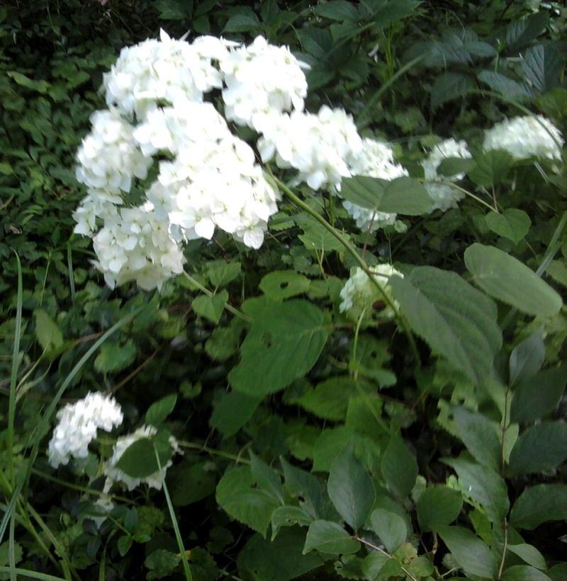 HYDRANGEA paniculata - Page 3 2012-012