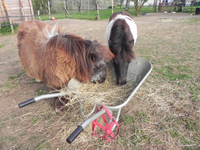 Noisette , ponette Shet 32/35 ans  Photos11