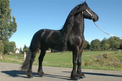 Animalele noastre Hollan10