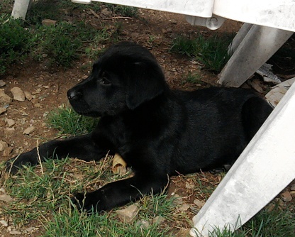 Dolly, femelle labrador 2 mois et demi Dolly510