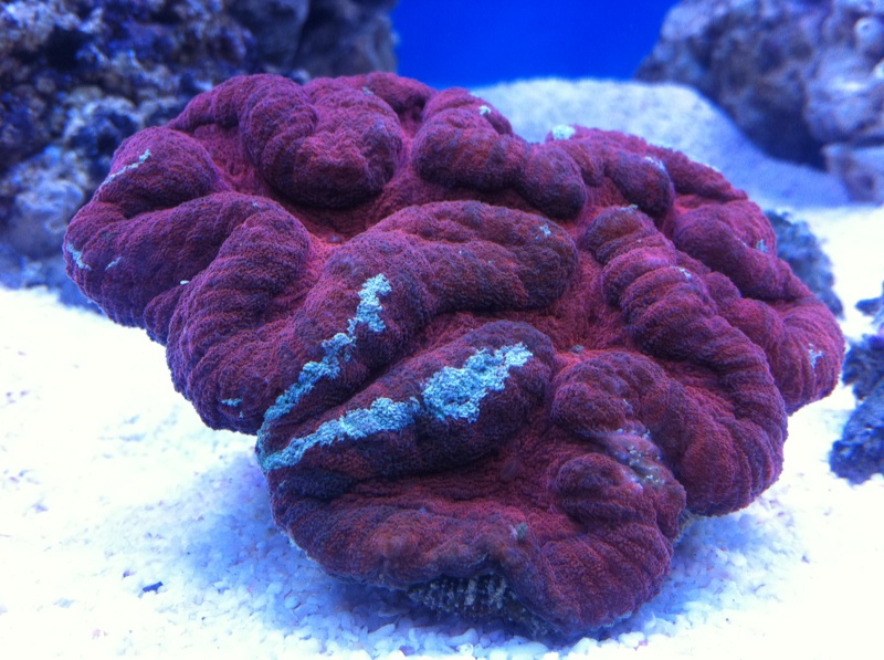 Navarchus Reef Tank Evolution - Page 2 Photo10