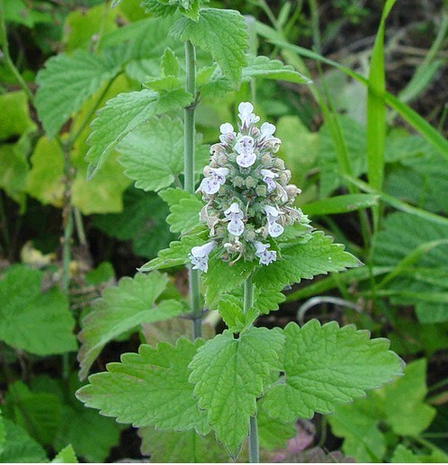 Fineleaf Schizonepeta Herb(Jing Jie) Jingji10