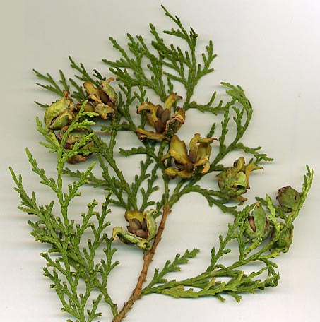 Platycladus orientalis leaves decoction(Baiye Jian) Platyc10