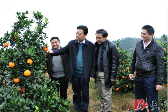 Xining County: The Land of Navel Orange Qi10