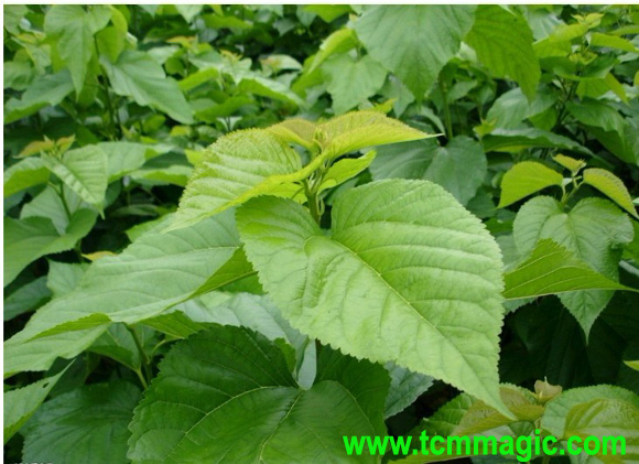 Mulberry Leaf-Folium Mori(桑叶)-Herb for dispersing wind and clearing heat Sang11