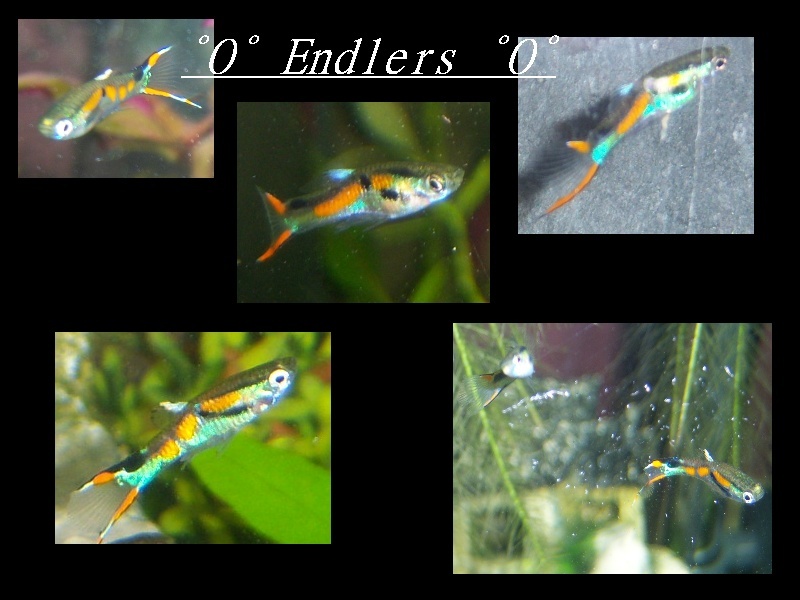 Album photos de mes poissons Endler14