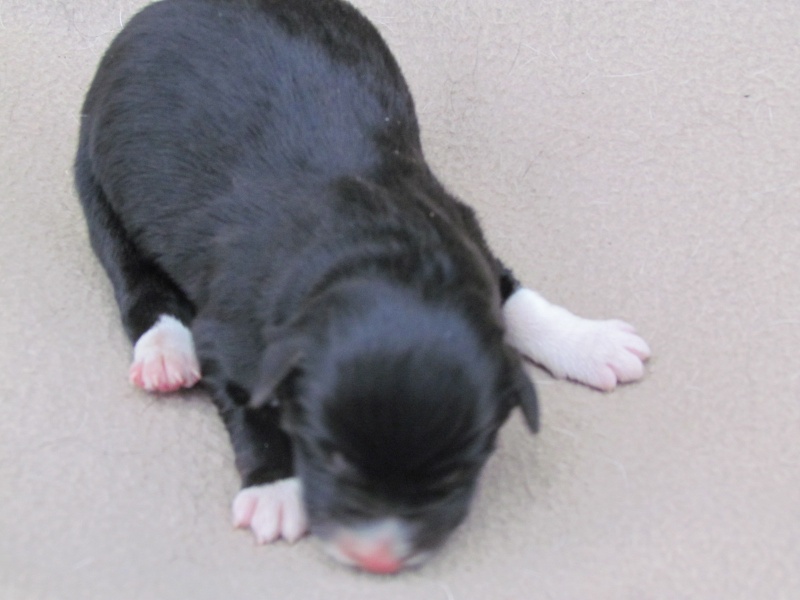 Chiots Killiebrae Kirby X Calou des Culmines  2_male10