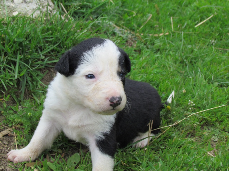  Re Naissance prevu autour du 1 mai chiot LOF Hyris310