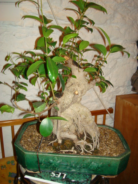 ficus ...fantasy style Dsc03210