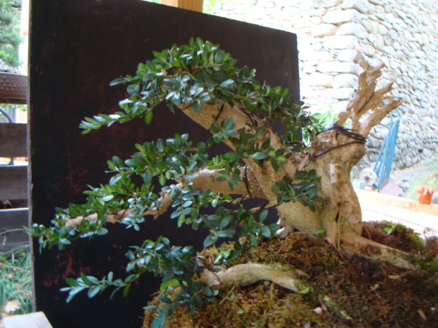 buxus yamadori...first styling Dsc06417