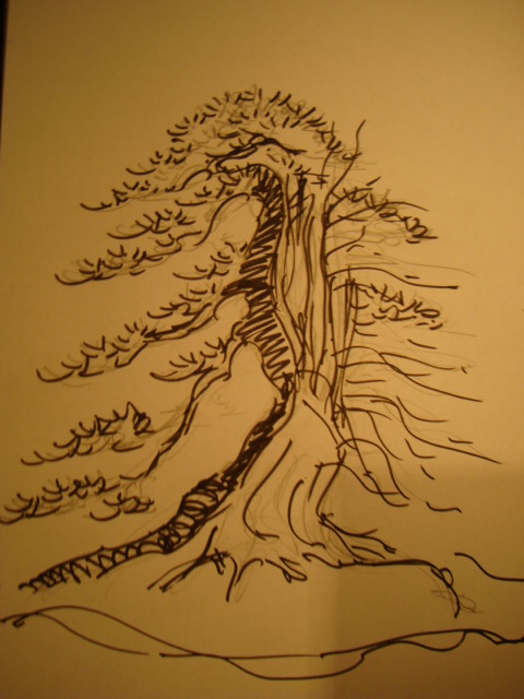 Spruce ( Picea abies ) Dsc07120