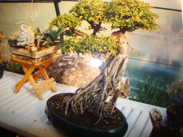 You still have your first bonsai?  - Page 2 Dsc08111