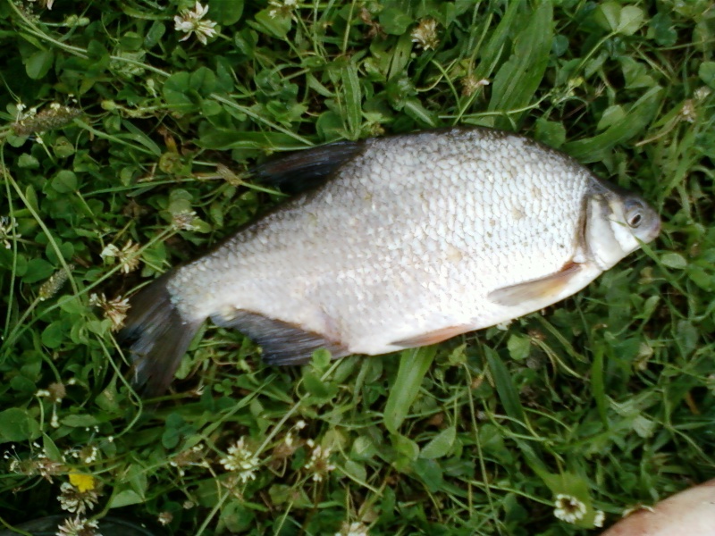 Peche au feeder j'en suis devenu dingue ^^ Photo-22