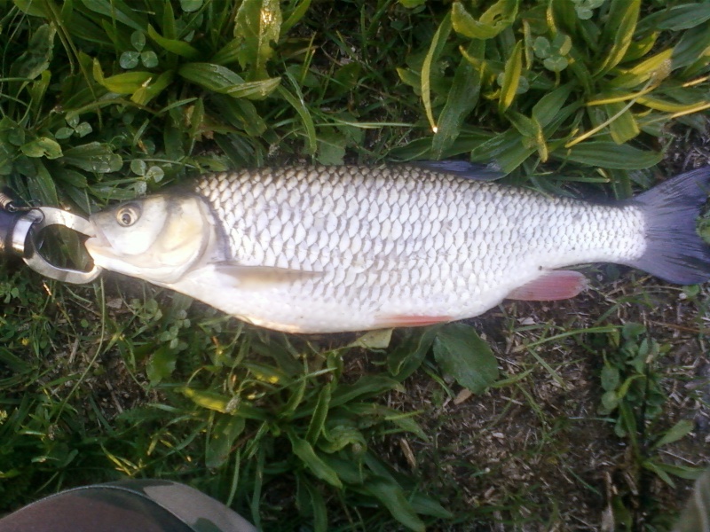 Peche au feeder j'en suis devenu dingue ^^  Photo-36