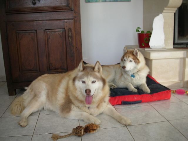 CHARLIE, superbe Husky roux, attend depuis trop longtemps: 10 ans REF51DECEDE - Page 4 Charli23