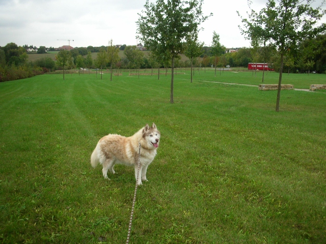 charlie - CHARLIE, superbe Husky roux, attend depuis trop longtemps: 10 ans REF51DECEDE - Page 4 Charli25