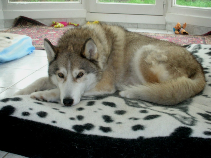 CHARLIE, superbe Husky roux, attend depuis trop longtemps: 10 ans REF51DECEDE - Page 4 Tobrou14