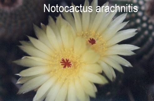 Notocacteen Arachn12