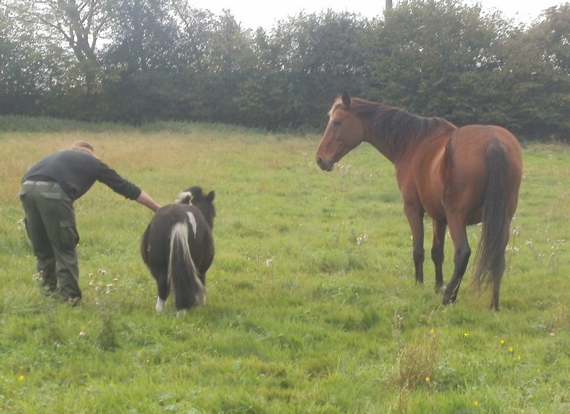 VIDOCK ET ECLIPSE : adoptés par la ALPAGO's Family !  P1010017