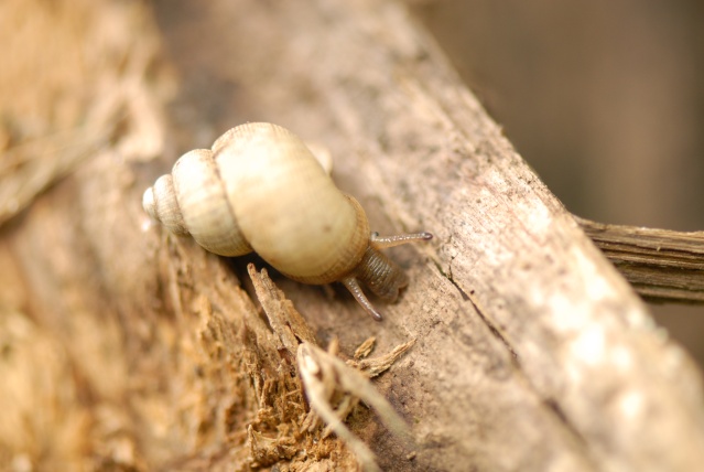 Pomatias elegans (O. F. Müller, 1774) A18410