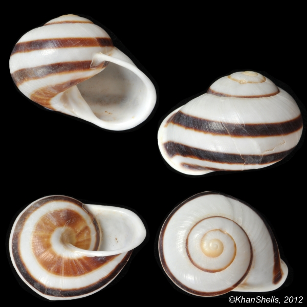 Helicostyla albaiensis (Sowerby, 1841) Caloco10