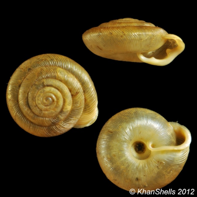 Oestophora barbula (Rossmassler, 1836) D23610